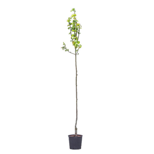 Perenboom 'Conference' hoogstam